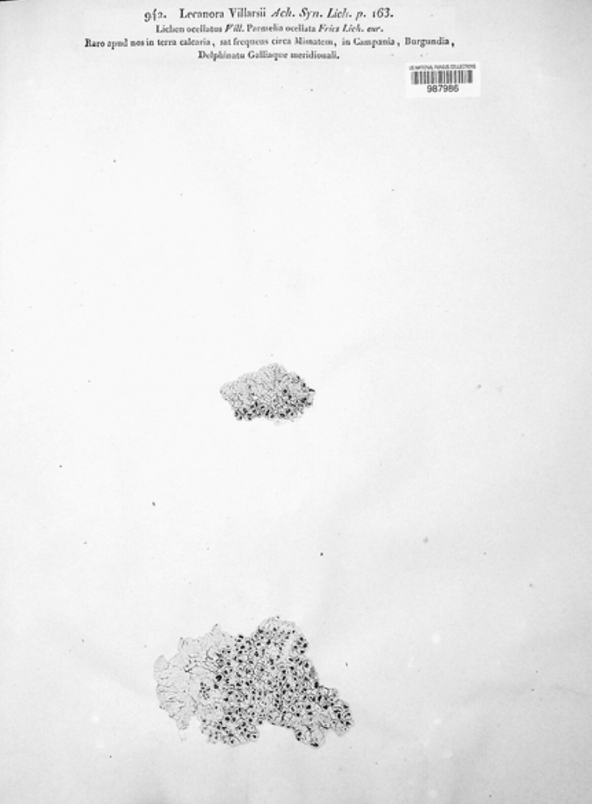 Xalocoa ocellata image